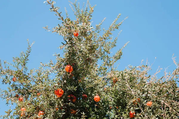 Świeże Dojrzałe Owoce Granatu Drzewie Tle Błękitnego Nieba — Zdjęcie stockowe