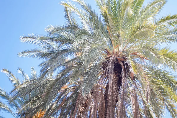 Vue Palmier Avec Grandes Branches Étalées Palmier Contre Ciel Bleu — Photo