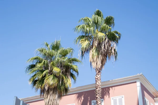 Palmiers Bâtiments Toit Contre Ciel Bleu — Photo