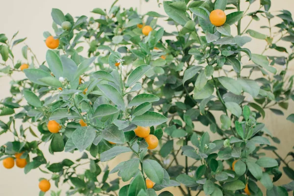 Sinaasappels Tak Met Groene Bladeren Aan Boom Middellandse Zee Landbouw — Stockfoto