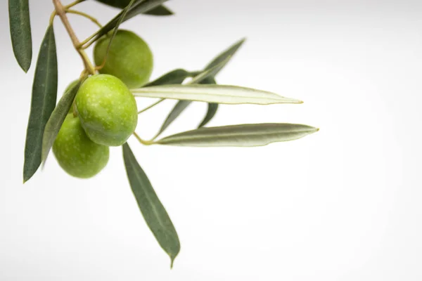 Olive Verdi Fresche Ramo Sfondo Bianco — Foto Stock