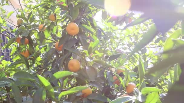 Rijp sinaasappels op een sinaasappelboom in het zonlicht — Stockvideo