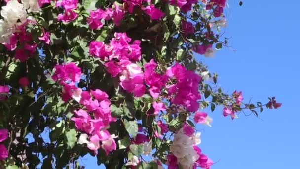 風の中で青い空の揺れに対するブーゲンビリアの花 — ストック動画
