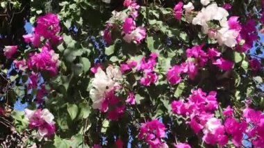Güzel pembe ve bütün begonviller çiçek bahçesinde rüzgarda sallanıyor.