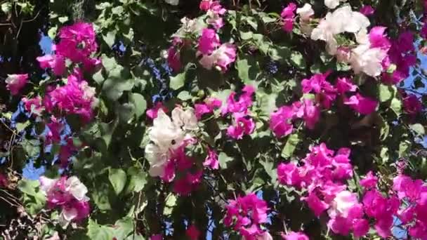 Vackra rosa och whute bougainvillea blommor svajar i vinden i blommaträdgården — Stockvideo