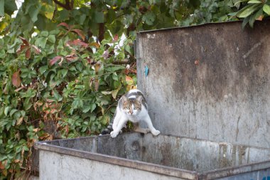 Türkiye 'de bir çöplükte sokak kedisi.