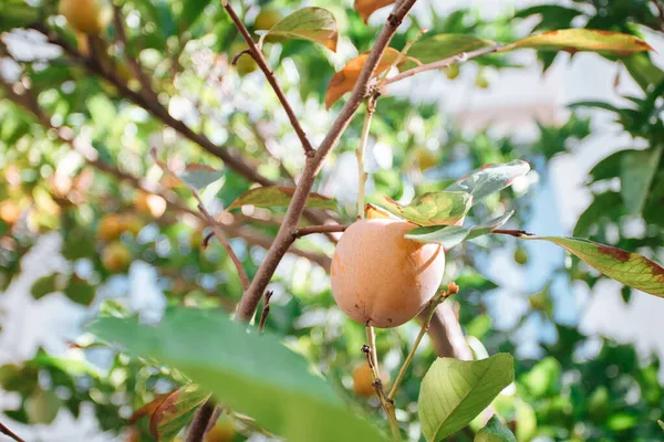 과수원에 나무에 아마인몬을바르는 — 스톡 사진