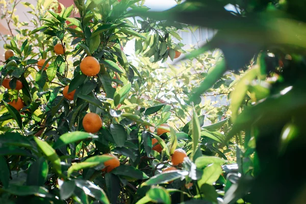 Ramo Com Laranja Madura Dia Verão Pomar — Fotografia de Stock