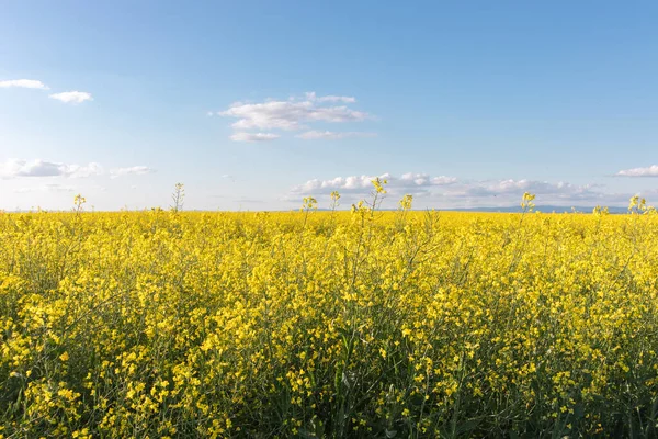 Oilseed Rapeseed Flowers Field Alternative Fuel — ストック写真