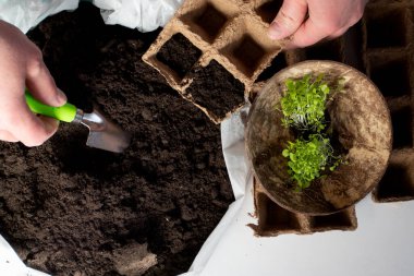 Kadın elleri bitki eker çiçekler toprağa filizlenir.