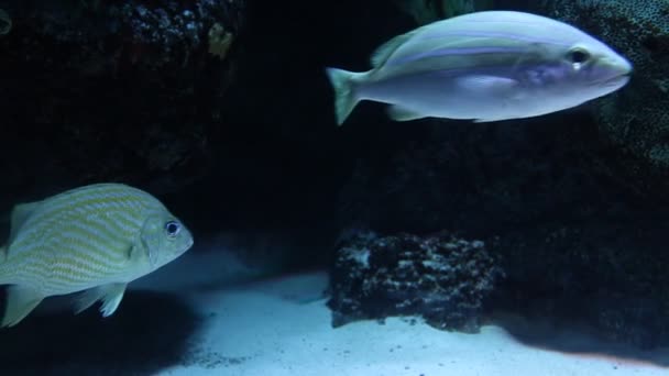 Tropische vissen in aquarium onder ultraviolet licht. — Stockvideo