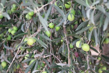 Bir zeytin ağacı üzerinde yeşil zeytin.