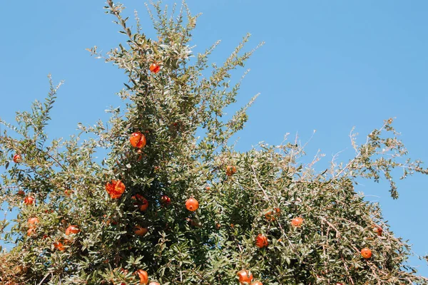 Ripe Granaatappel Vrucht Een Boom Boomgaard — Stockfoto
