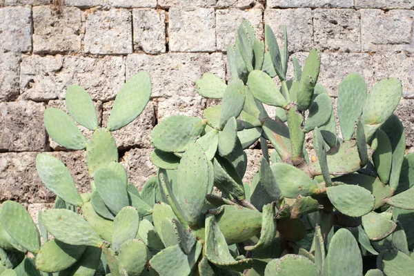 Kaktus Wächst Vor Einer Grauen Ziegelwand — Stockfoto