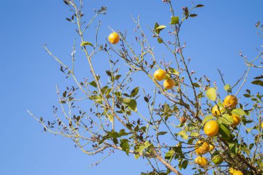 Sarı olgun limonlar limon ağacında.