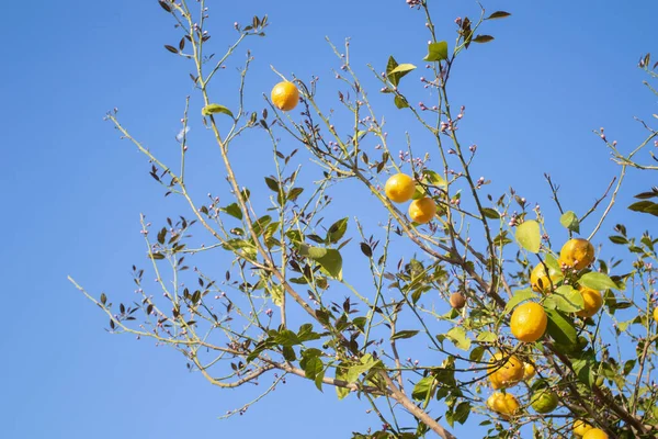 Żółte Dojrzałe Cytryny Drzewie Cytrynowym — Zdjęcie stockowe