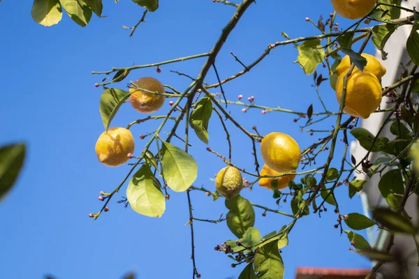 Grona Cytrynowe Świeżych Żółtych Dojrzałych Cytryn — Zdjęcie stockowe