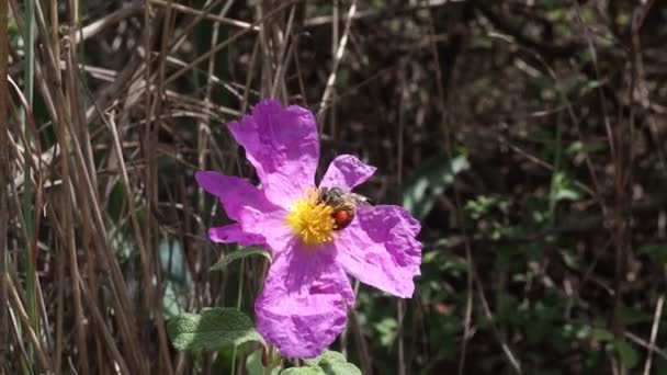 Une Abeille Collecte Miel Sur Une Fleur Rose — Video