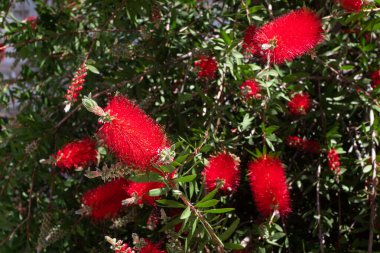 Kırmızı şişe fırçalı, çiçekli bir Callistemon ağacı..