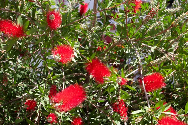 Kırmızı şişe fırçası çiçekli ağaç Callistemon.