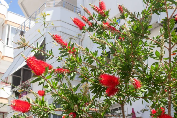 Şişe çalılarının kırmızı çiçekleri Callistemon şehirde.