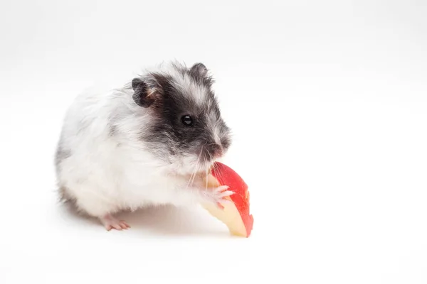 White Hamster Eating Apple Looking Camera — стоковое фото