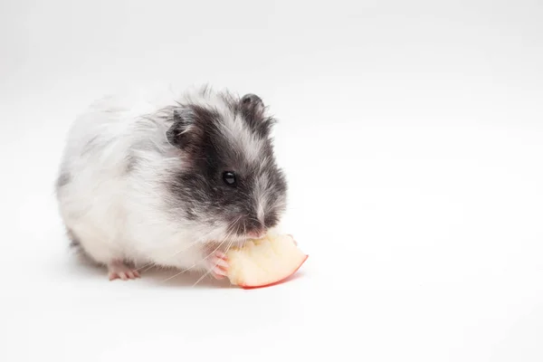 White Hamster Eating Apple White Background — Photo