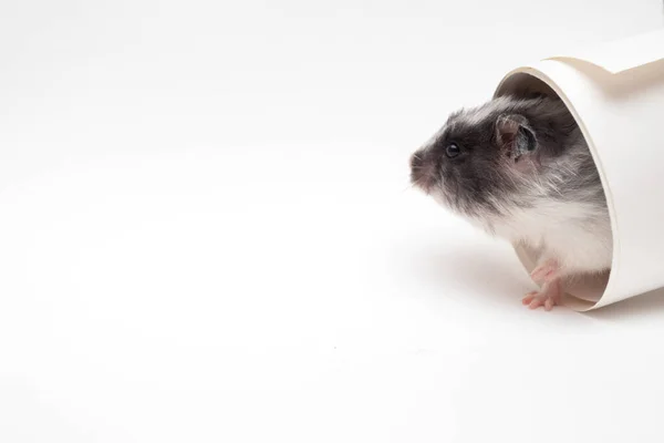 White Hamster Looks Out Pipe — Photo