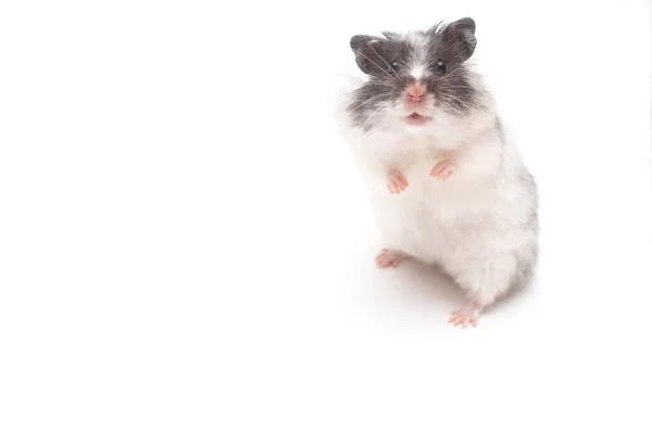 White Hamster Standing Looking Camera — Photo