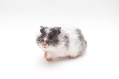 Hamster kameraya bakıyor.