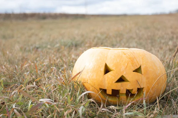 Halloween Pumpkin Autumn Field Background — Zdjęcie stockowe