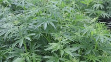 Branches of cannabis bushes condes sways in the wind. Cannabis or marijuana plant in field.