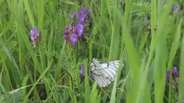 Farfalla Cavolo Bianco Fiore Trifoglio — Video Stock