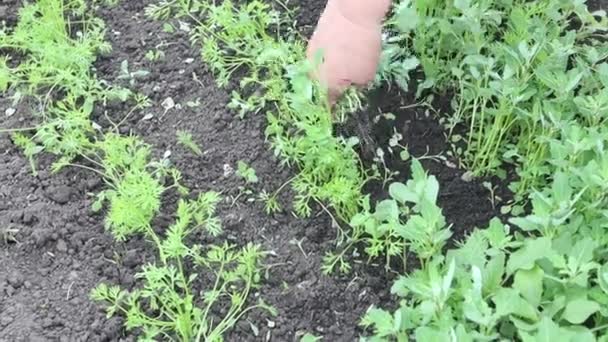 Una Mujer Deshierve Las Camas Con Zanahorias Las Manos Limpian — Vídeo de stock