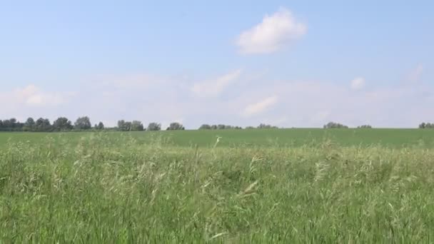 Krajobraz Zielone Pole Pszenicy Rolnictwo Letnie — Wideo stockowe