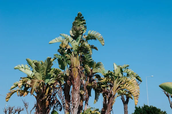 Banana Palm Tree Leaves Sky — Photo
