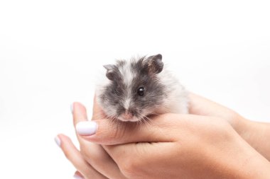 Kadınların elinde oturan beyaz bir hamster..