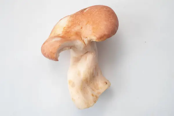 Ugly Form Mushroom White Table — Stock Photo, Image