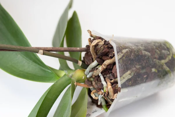 Orchid Flowers Roots Pot Transplanting Rechtenvrije Stockfoto's