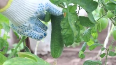 Serada organik salatalık hasat ediyorlar..