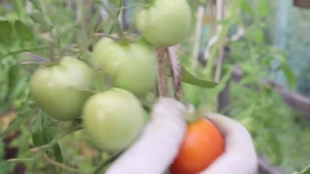 Colheita Tomates Vermelhos Estufa — Vídeo de Stock