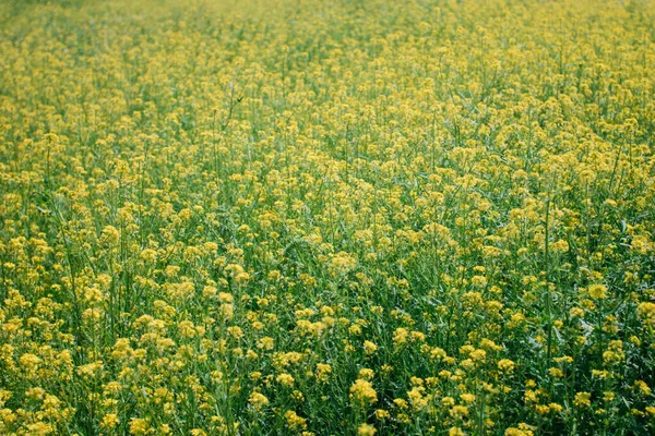 黄色の菜の花の背景 — ストック写真