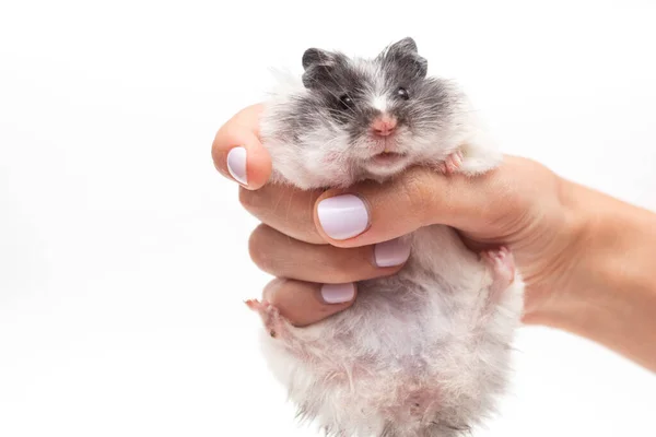 Hamster Branco Mão Das Mulheres — Fotografia de Stock