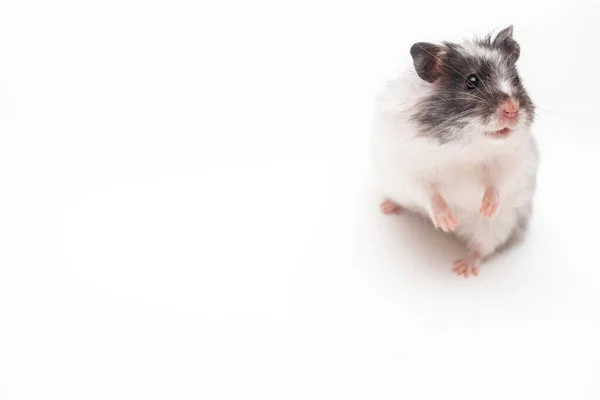 Hamster Blanc Debout Regardant Caméra Sur Fond Blanc — Photo