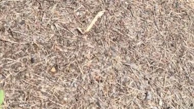 Vahşi Orman Karınca yuvası çok yakında..