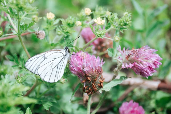 White crataegi butterfly on red clover
