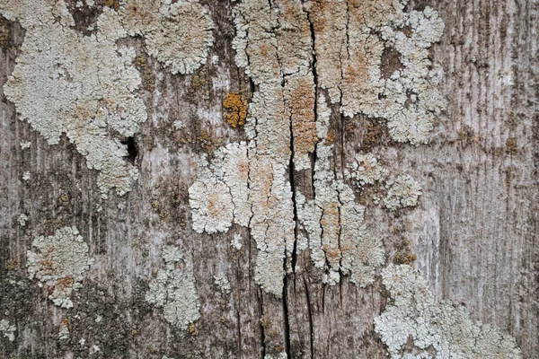 发霉的老式木板质感 — 图库照片