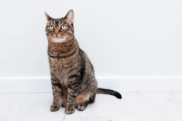 Vacker Stor Randig Fullblod Katt — Stockfoto