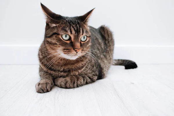 Vacker Stor Fullblod Katt Liggande Laminat Golv — Stockfoto