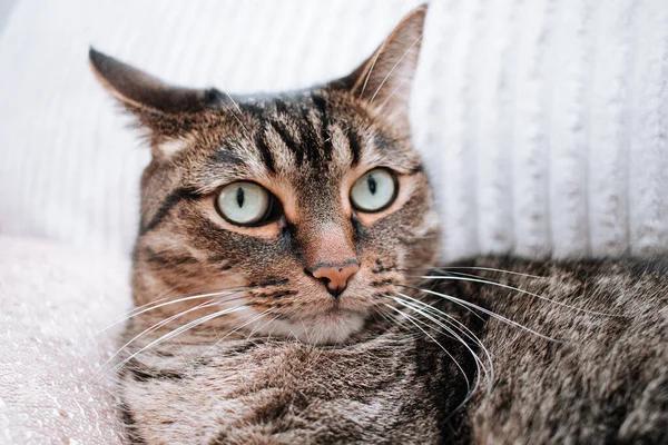 Porträtt Vacker Stor Randig Fullblod Katt — Stockfoto
